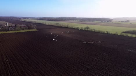 Following-flock-of-flying-swans-over-fields