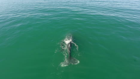 Aerial-shot-of-a-Gray-Whale-with-her-calf-in-the-Ojo-de-Liebre-lagoon,-Biosphere-Reserve-of-El-Vizcaino,-Baja-California-Sur