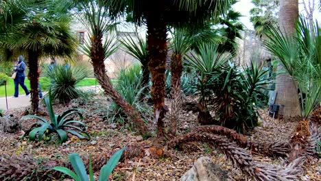 Wunderschöne-Palmen-Säumen-Den-Garten-Und-Sind-Von-Alamo-4k30fps,-Segment-2-Von-2-Zeitlupe