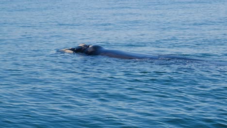 Big-southern-right-whale-floating-calmly-at-surface-of-the-water,-with-its-white-callosities-clearly-visible-on-its-head---Hermanus,-South-Africa