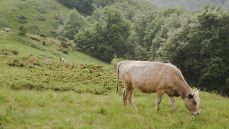 Herd-of-brown-cattles-on-green-mountain-slope-in-summer-day
