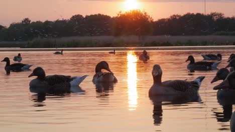 Many-Geese-swimming-in-lake-during-sunset