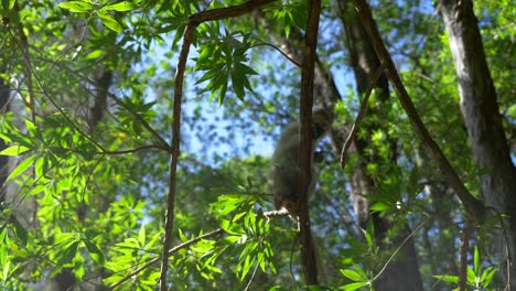 Vervet-Monkey-overhead-climbing-in-green-trees