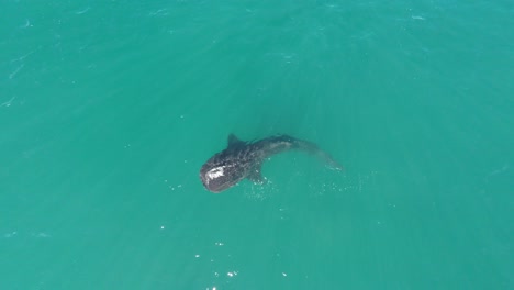 Aerial-cenital-shot-of-a-Whale-Shark-Swimming-in-the-Sea-of-Cortez,-La-Paz,-Baja-California-Sur