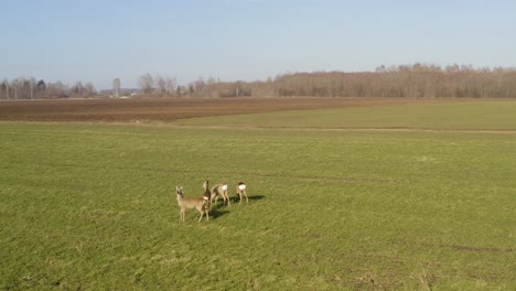 Roe-deer-walking-on-green-agricultural-field