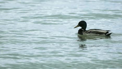Algunos-Patos-Nadando-Hacia-Adelante-Cerca-De-La-Orilla-Del-Lago-Balaton