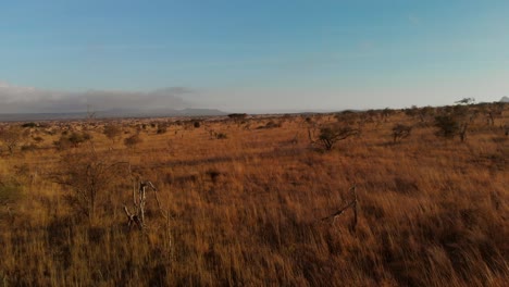 Una-Gran-Llanura-Con-Una-Pequeña-Manada-De-Cebras,-En-Tsavo-West,-Kenia