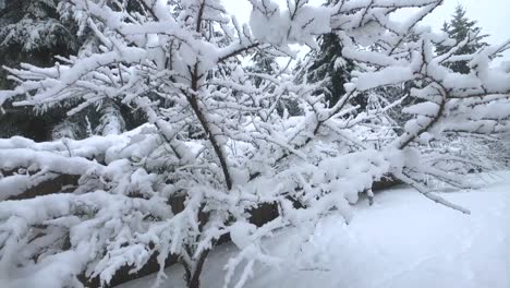 Die-Natur-In-Eine-Schneedecke-Gehüllt