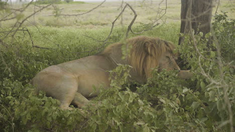 León-Macho-Durmiendo-A-La-Sombra-De-Un-árbol,-Parque-Nacional-Serengeti,-Tanzania