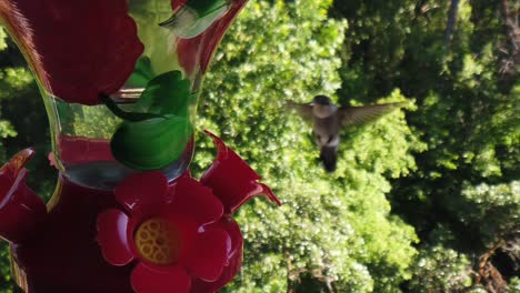 In-a-backyard-in-the-suburbs,-A-tiny-humming-bird-with-green-feathers-hovers-around-a-bird-feeder-in-slow-motion-and-eventually-flies-away-after-another-hummingbird-almost-crashes-into-it