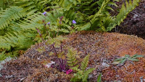 Wood-cranesbill-and-ferns-in-same-clip