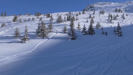 Kiefern-In-Den-Bergen-Mit-Einem-Snowboarder-In-Der-Ferne-Tagsüber-Bei-Strahlendem,-Sonnigem-Wetter-Und-Blauem-Himmel