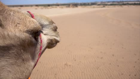 Cooler-Slomo-Eines-Afrikanischen-Kamels-Auf-Namibischem-Sand,-Das-Mit-Seinen-Langen-Wimpern-In-Die-Ferne-Blickt