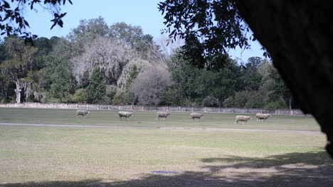 Schafe-Laufen-Durch-Eine-Weide-Im-Tiefland-Von-South-Carolina