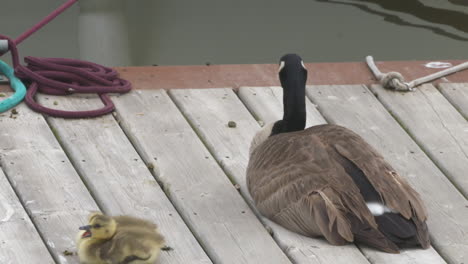 Slow-motion-footage-of-a-mother-Canada-goose-perched-on-a-dock-with-her-baby