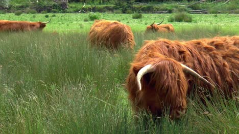 Un-Rebaño-De-Vacas-De-Las-Tierras-Altas-Está-Pastando-En-Un-Prado