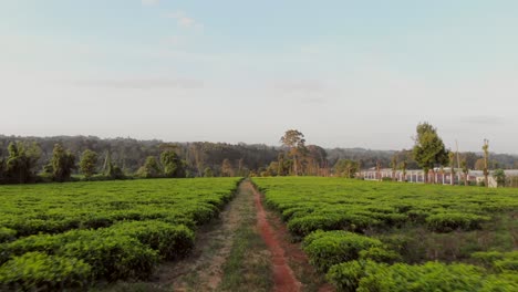 Sunset-at-the-tea-fields-near-Nairobi,-Kenya