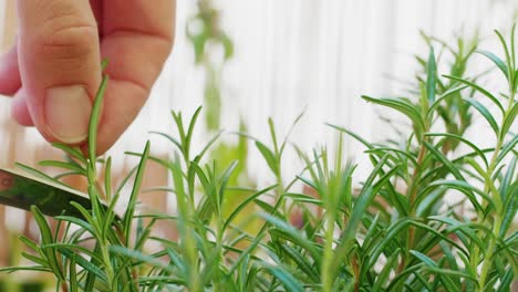 Close-up-shot-of-cutting-green-fresh-organic-home-grown-rosemary-with-scissors