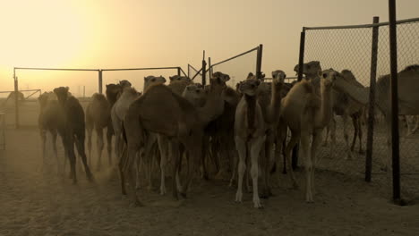 Einige-Kamele-Dromedare-Auf-Einer-Farm-In-Der-Wüste-Von-Dubai