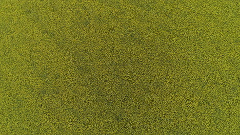 Rising-and-spinning-over-a-Canola-Fields-pattern-and-texture