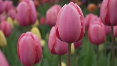 Hermosos-Tulipanes-Balanceándose-Suavemente-En-Un-Jardín