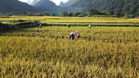 Agricultores-Recogiendo-Pastos-De-Cosecha-De-Arroz-En-El-Valle-De-Lam-Thuong-Vietnam,-Toma-Aérea
