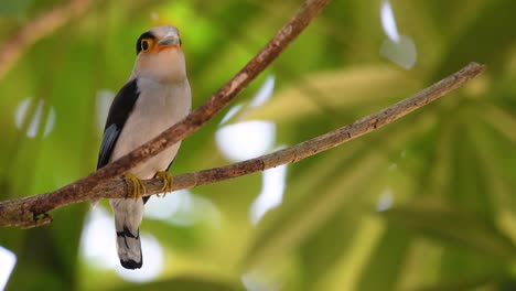 Der-Silberbrust-breitschnabel-Ist-Ein-Berühmter-Vogel-In-Thailand,-Sowohl-Lokal-Als-Auch-International