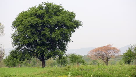 Ein-Großer-Baum-Mit-Grünen-Blättern-Auf-Dem-Bauernhof-In-Der-Nähe-Eines-Kleinen-Baumes-Mit-Gelben-Blättern,-Schwenkansicht