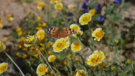 Cerca-De-Una-Mariposa-Pintada-De-Colores-Alimentándose-De-Néctar-Y-Recogiendo-Polen-De-Flores-Amarillas-En-Cámara-Lenta-De-Primavera
