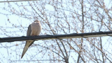 Dove-blinking-while-perched-on-a-wire