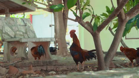 Nahaufnahme-Vieler-Hühner,-Die-An-Einem-Sonnigen-Tag-Im-Freien-Durch-Das-Gebiet-Des-Thailändischen-Tempels-Spazieren