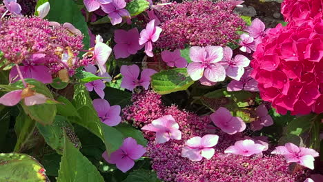Bumble-Bee-Flying-Around-Lace-Cap-Hydrangeas-in-Slow-Motion