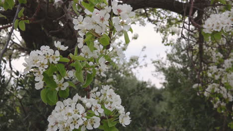 Pear-tree-branches-blooming-white-in-spring-orchard-on-windy-day