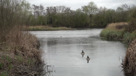 Two-geese-swimming-in-a-river-towards-camera