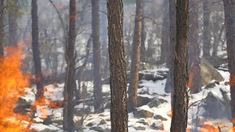 Heat-waves-and-flames-in-a-winter-forest-fire