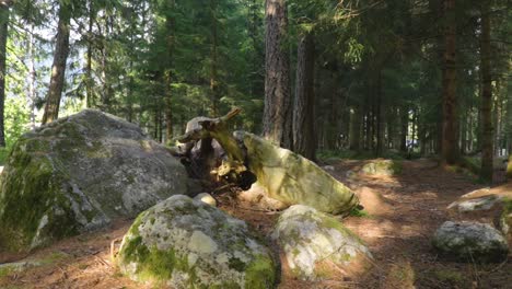 Piedra-Y-Tres-En-Un-Bosque-Noruego.