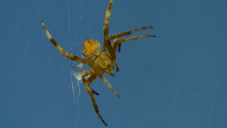Close-up-of-a-garden-spider-in-an-attack-pose