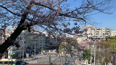 Cherry-blossoms-at-Asukayama-Park