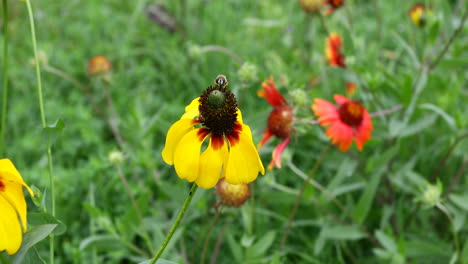 Bienenmimik-Fliegt-Auf-Einer-Gelben-Wildblume