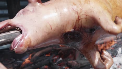 A-close-up-of-the-head-of-a-dead-pig-being-roasted-on-a-spit-over-a-fire