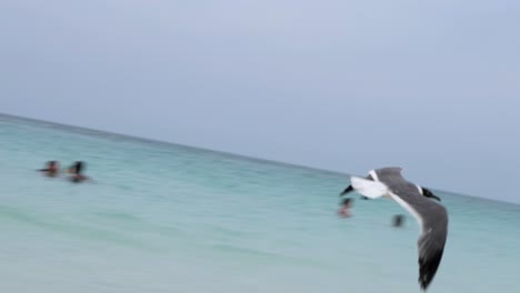 Medium-shot-of-a-blackheaded-gull-walking-over-a-beach-in-Bimini,-Bahamas-and-flying-away-in-slow-motion