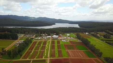 Rising-drone-view-of-the-Tesselaar-Tulip-Festival-with-Silvan-Reservoir-in-the-background,-Victoria,-Australia