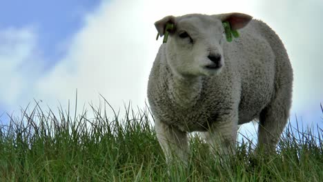 Curious-little-lamb-looks-around