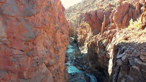 Aerial-cinematic-shot-inside-a-popular-giant-cactus-canyon-near-San-Pedro-de-Atacama-in-the-Atacama-Desert,-northern-Chile,-South-America
