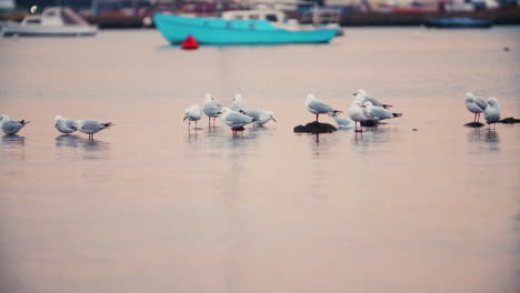 Sea-gull-birds-bathing-by-the-marina-docks