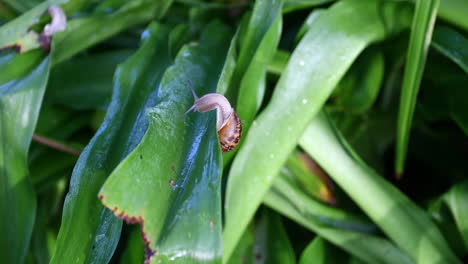 Large-snails-eating-leaves-from-a-Lily