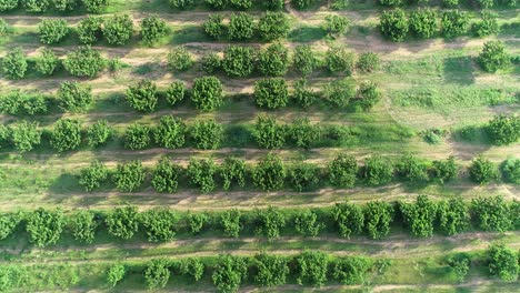 Aerial-flight-over-a-peach-orchard-in-the-Hill-Country-part-of-Texas