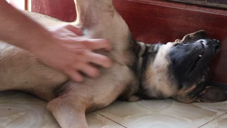 Fröhlicher-Und-Verspielter-Hund,-Der-Vom-Besitzer-Eine-Bauchmassage-Bekommt