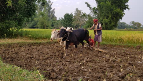 Ein-Mann,-Der-Mit-Seinen-Ochsen-Ein-Reisfeld-In-Nepal-Umpflügt
