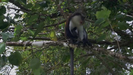 A-Mona-Monkey-sitting-in-the-tree-chewing-a-banana-with-branch-blowing-in-the-wind